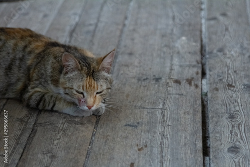 The Cat Lies On A Wooden Floor