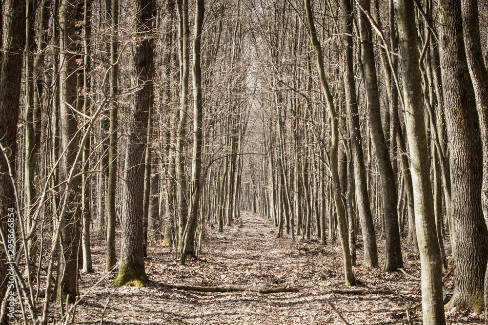 Fototapeta premium narrow path through a forest in autumn