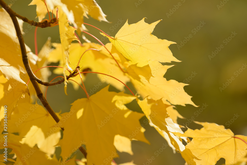 Obraz premium Beautiful colorful leaves in autumn forest. Red, orange, yellow and brown autumn leafs. Maple foliage. Seasonal background.