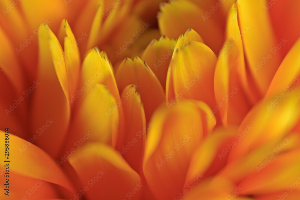 yellow orange flower petals macro yellow orange flower petals macro
