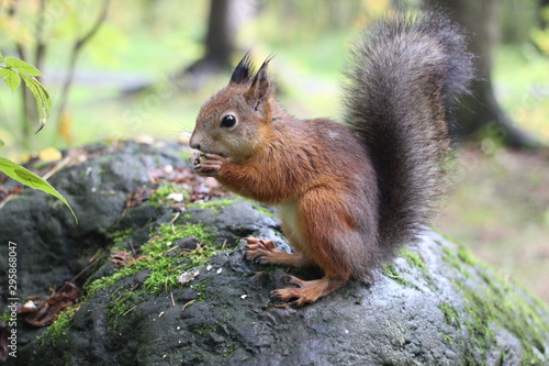 squirrels in the forest