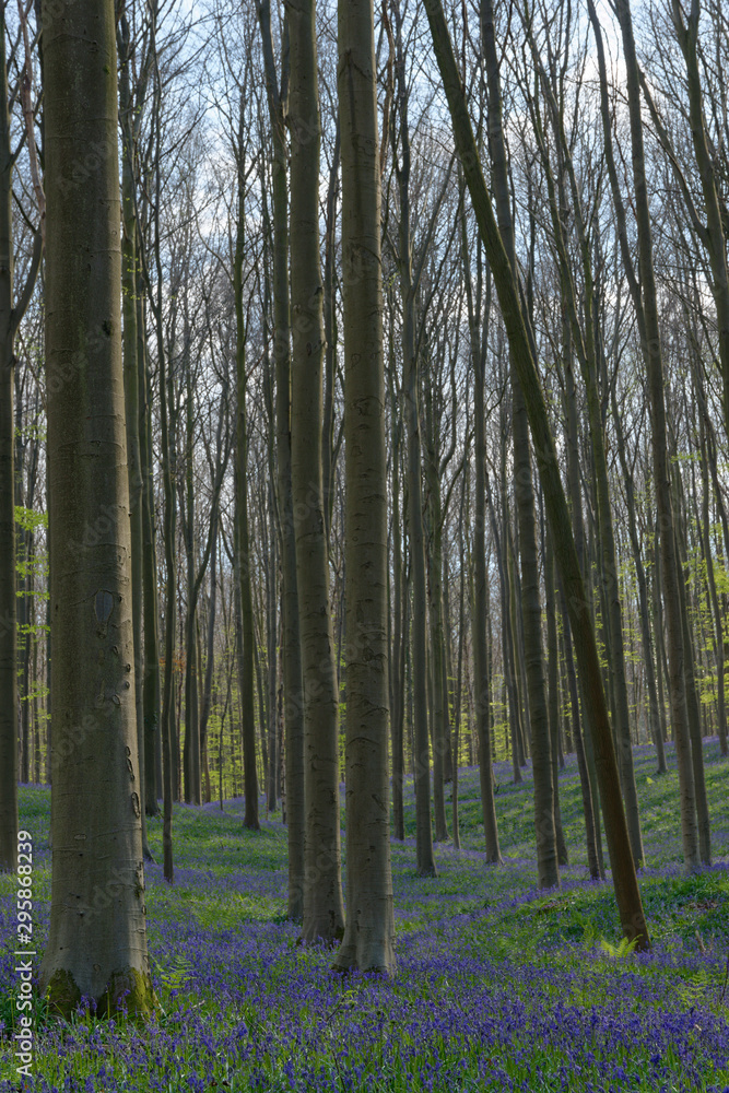 Fototapeta premium Hasenglöckchen im Rotbuchenwald von Hallerbos, Belgien
