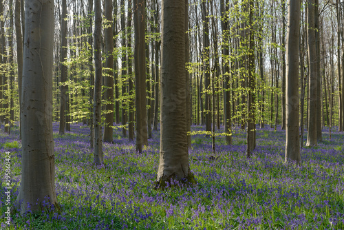 Hasengl  ckchen im Rotbuchenwald von Hallerbos  Belgien