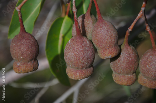 Gumnuts hanging from a marri tree photo