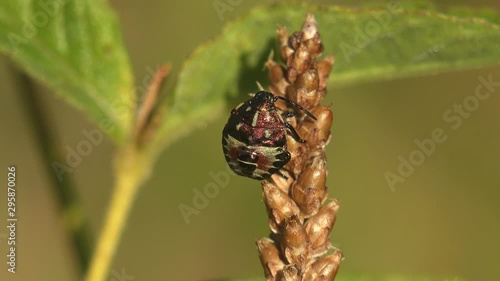 Pentatomidae, nymph - Euschistus tristigmus (insect macro) sits on seeds of dry plant in a summer meadow, disguises itself photo