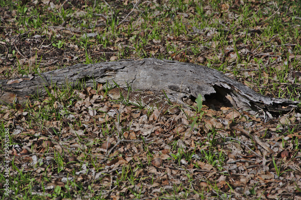 Fototapeta premium A Blue Tongue Lizard in Gingin, Western Australia 