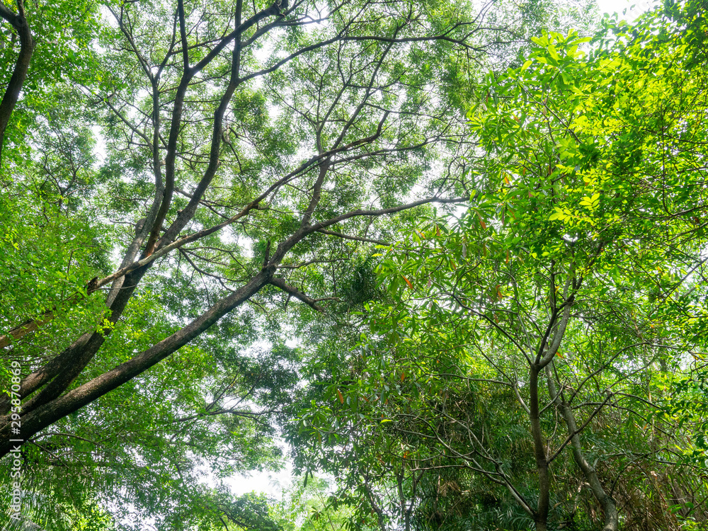 Obraz premium Forest in heart of the city,Tree color green,Nature makes fresh air,At Sri Nakhon Khuean Khan Park and Botanical Garden in Bangkok Thailand