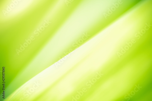 Green leaf on blurred greenery background. Beautiful leaf texture in nature. Abstract Natural background. close-up of macro with free space for text..