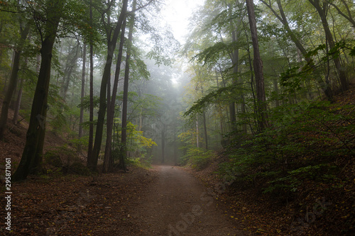 path in misty green forest