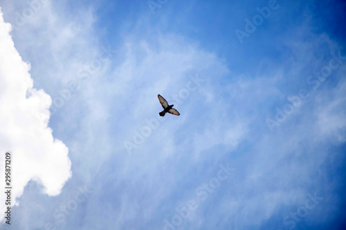 dove flying in cloudy sky