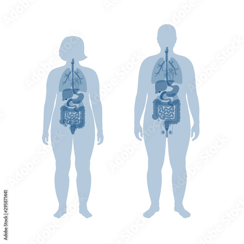 internal organs of obese male and woman