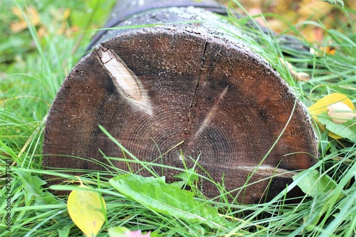 Stump empty for decorating your natural background
