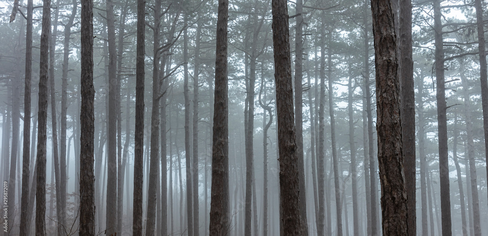 misty forest in the morning misty forest in the morning