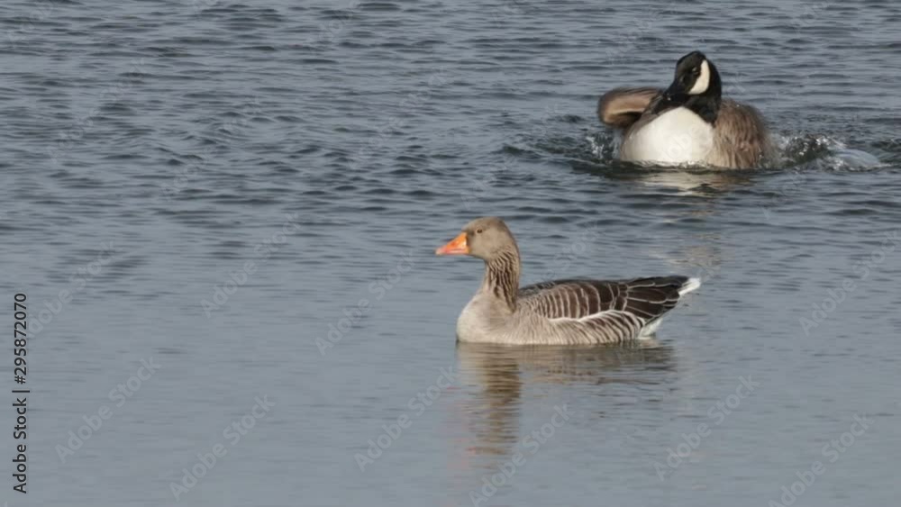 Funny Canada Goose Bird Rolling Forward In Water With Copy Space. Funny Canada Goose Bird Rolling Forward In Water With Copy Space.