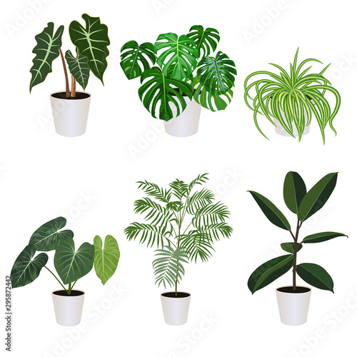 Alocasia in pot isolated on the white background, vector