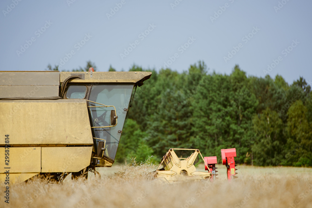 Obraz premium Combine harvesting the rape field