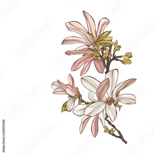 Magnolia flower drawings.