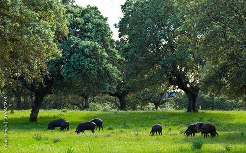 IBERIAN PIG (Sus scrofa domestica), Monfrague National Park, Caceres, Extremadura, Spain, Europe photo