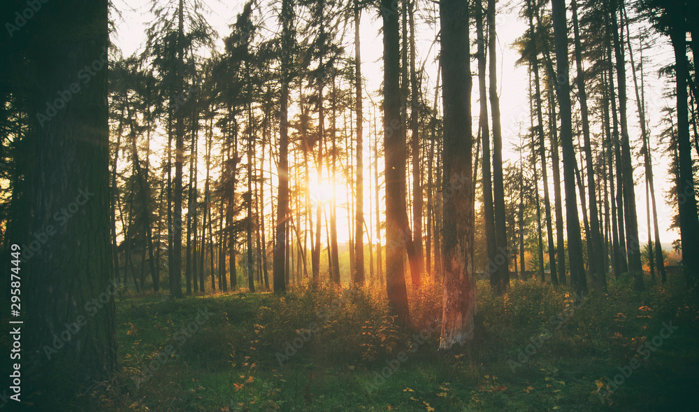 Obraz premium The beautiful morning in the misty autumn forest with sun rays