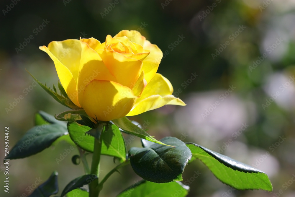 Tea rose blooms close-up. Rosa odorata. Rosaceae Family Tea rose blooms close-up. Rosa odorata. Rosaceae Family