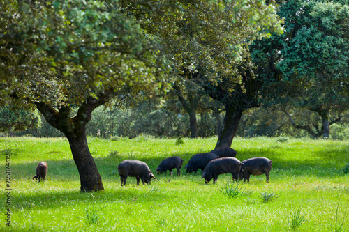 Cuadro en lienzo IBERIAN PIG (Sus scrofa domestica), Monfrague National Park, Caceres, Extremadur