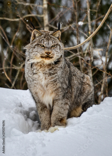 Lynx in the snow