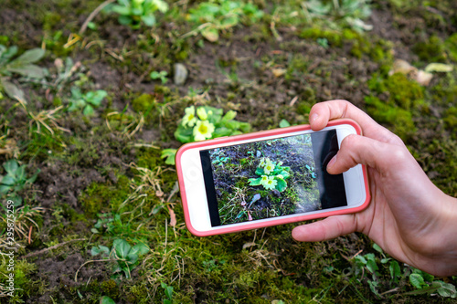 Картината върху платно plant identification handbook application use technlolgy in the nature uplugged
