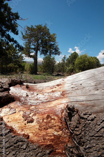 The bark of the pine tree as the background