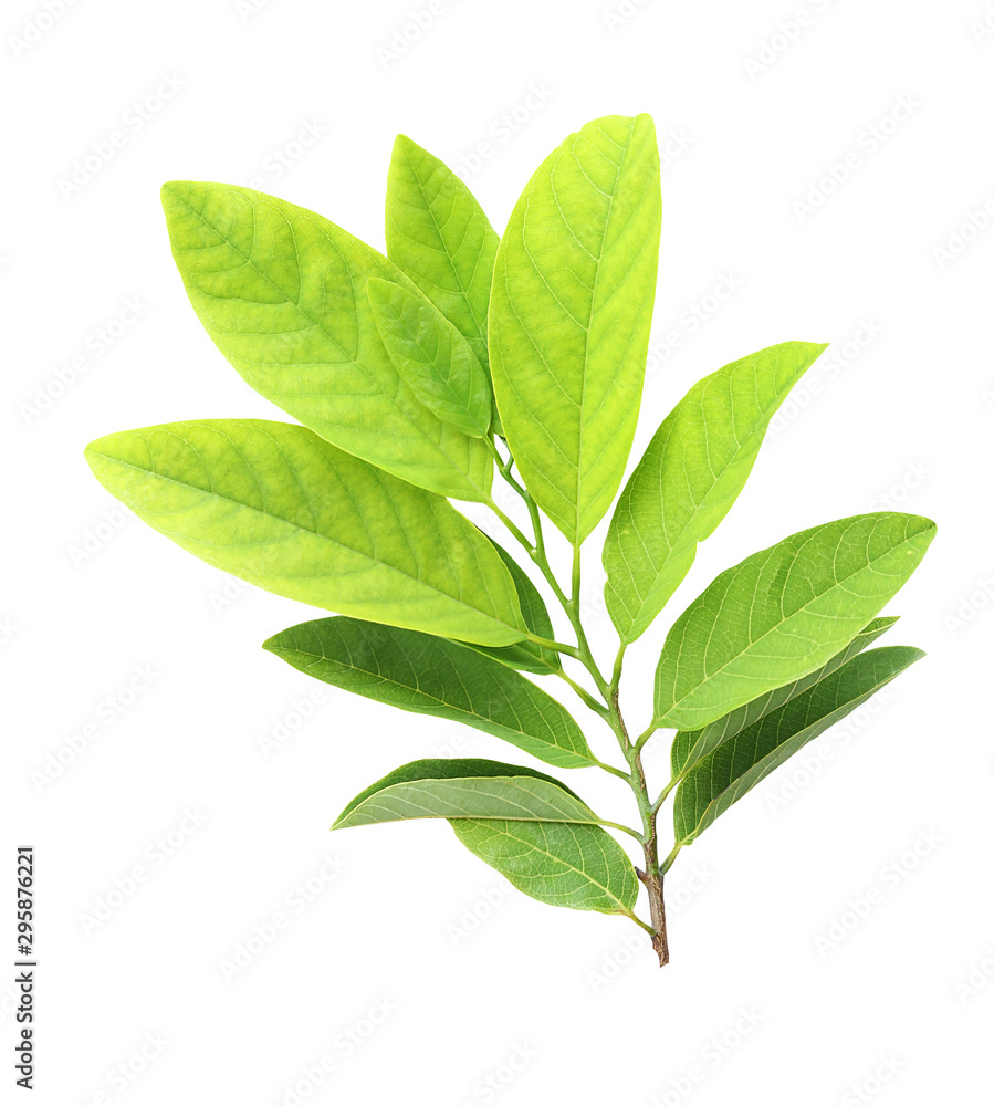 Green Leaves isolated on white background, for concept Save the World. Green Leaves isolated on white background, for concept Save the World.