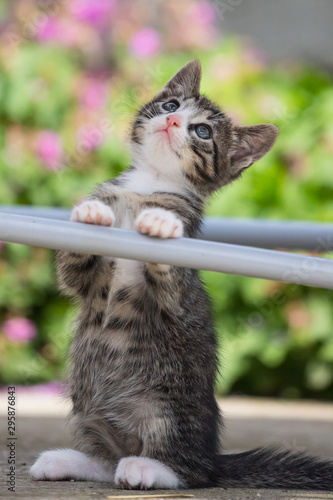 Cute little young black and white tiger cat with blue eyes standing on hind legs and looking up