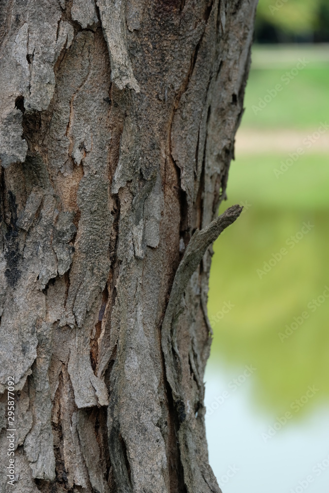 The bark of the tree is white-brown. The bark of the tree is white-brown.