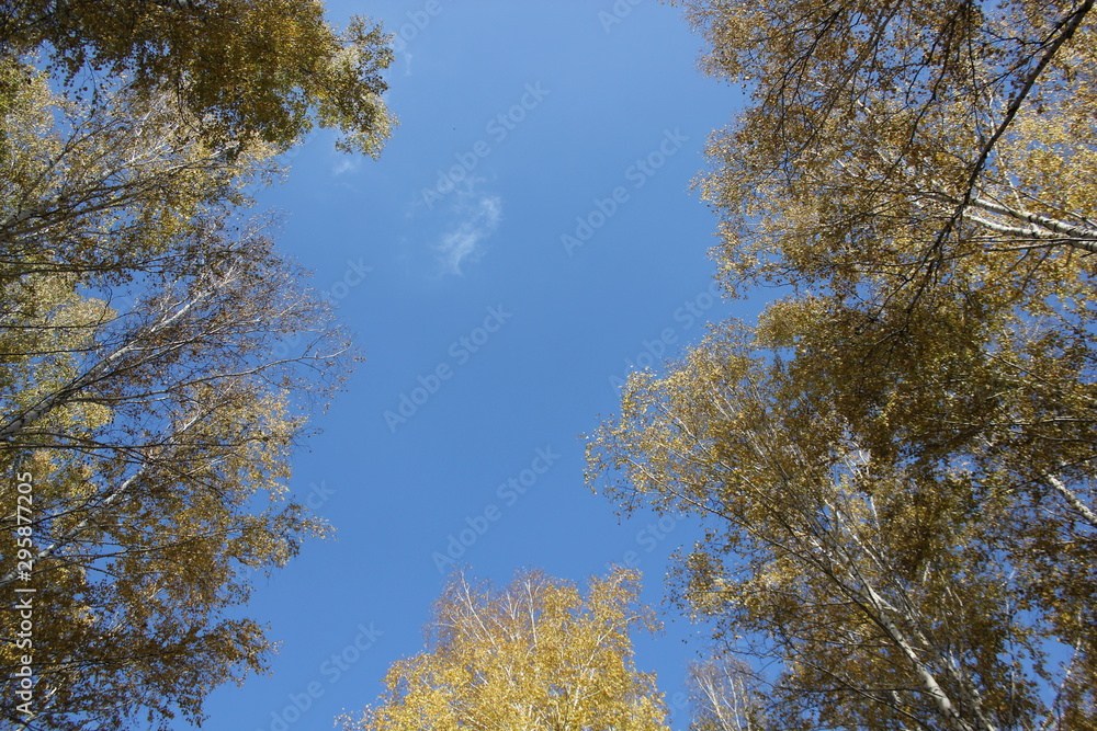 Obraz premium Nature