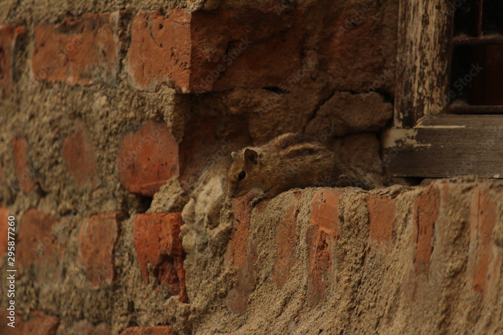 one young squirrel standing or walking or searching or seeing or climbing in the sengal or bricks wall on the unfinished home.