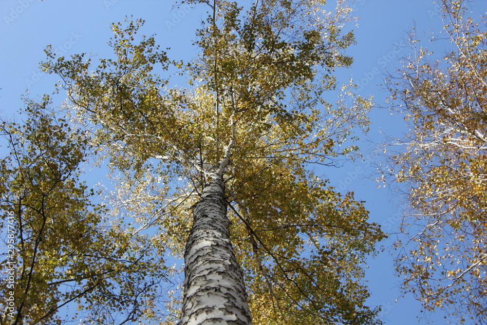 Fototapeta premium Nature
