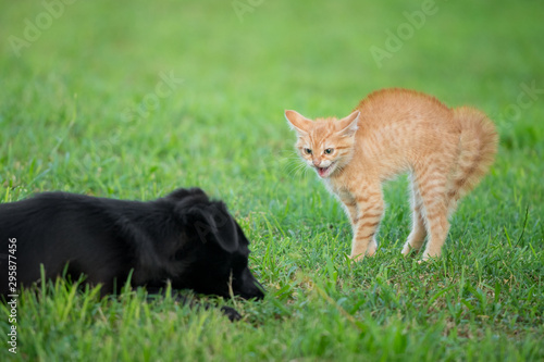 Young orange cat standing on green grass and looking scared at black dog