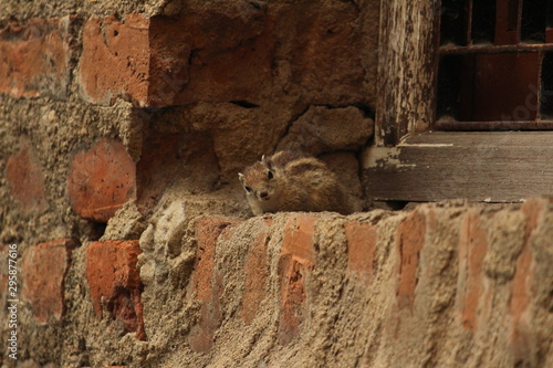 one young squirrel standing or walking or searching or seeing or climbing in the sengal or bricks wall on the unfinished home.