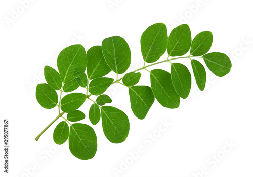 Moringa leaf on a white background photo