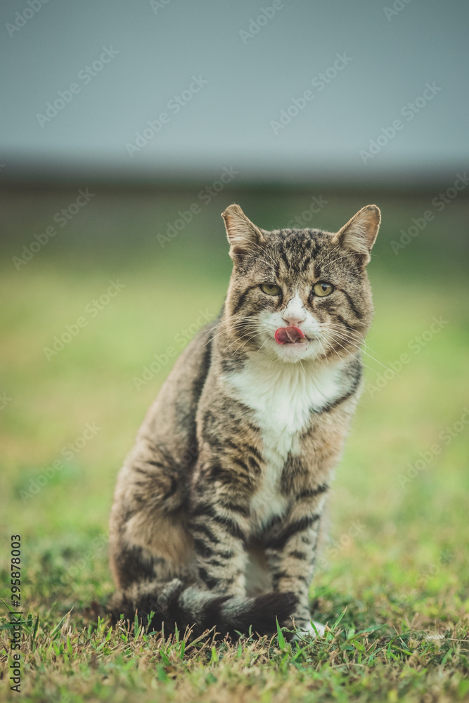 Big old colorful cat standing on green grass and licking his lips