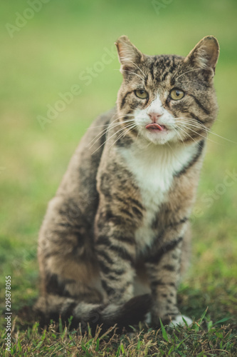 Big old colorful cat standing on green grass and licking his lips