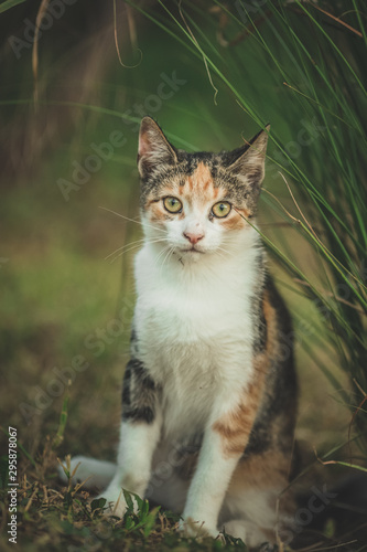 Young colorful cat standing on green grass © Zoran