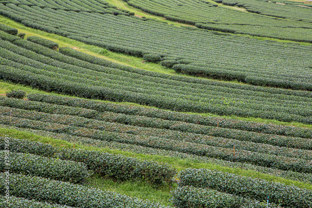 Beautiful tea plantation filed in Chiangrai, northern part of Thailand