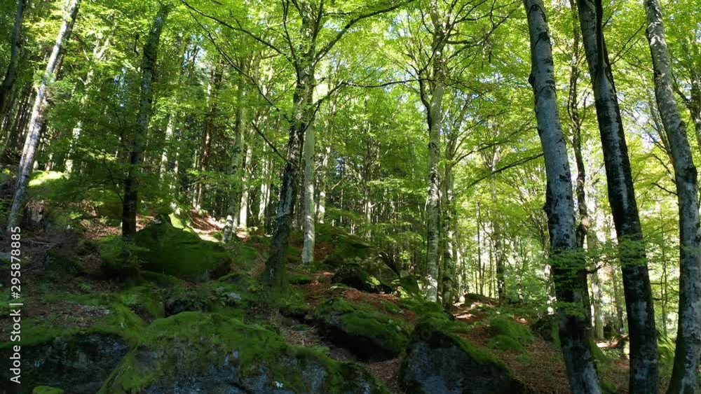 Aerial 4K - volo con drone dentro il bosco Aerial 4K - volo con drone dentro il bosco
