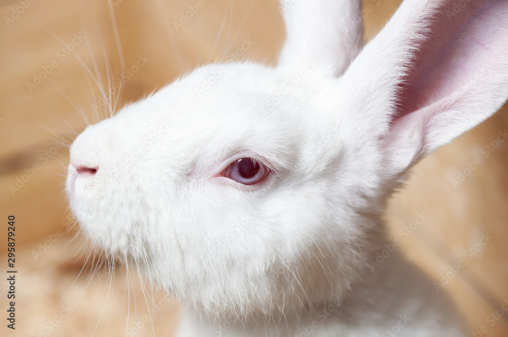 Small white domesticated rabbit closeup. Breeding pets. Small white domesticated rabbit closeup. Breeding pets.