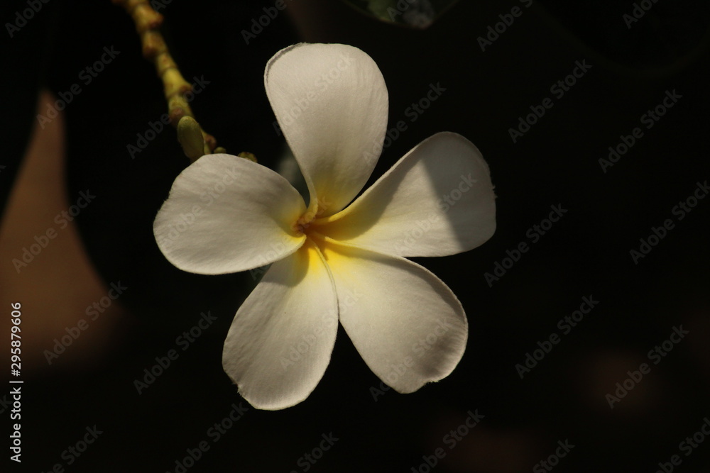 Fototapeta premium closeup shot of single White Plumeria Champa fragrant flower on the garden