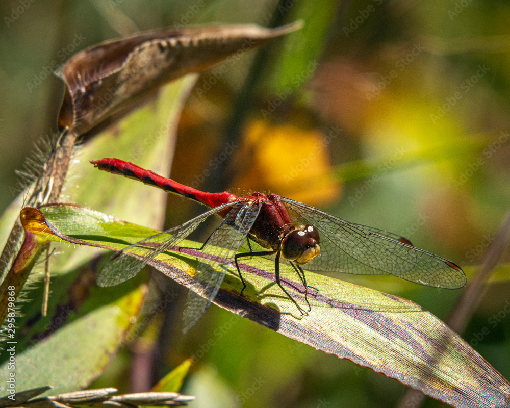 Naklejka premium White-faced Meadowhawk in the Catskill Mountains!