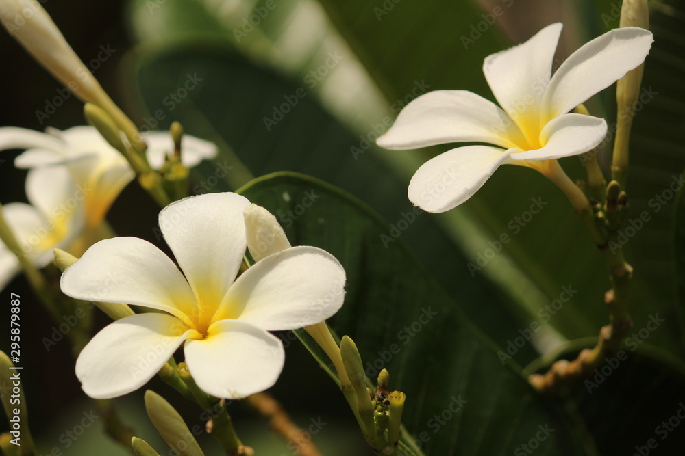 group or two or more White Plumeria Champa fragrant flower on the garden