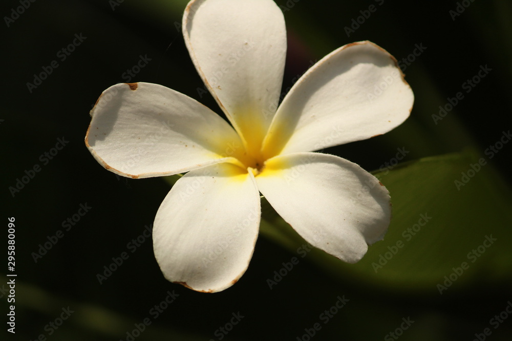 Fototapeta premium closeup shot of single White Plumeria Champa fragrant flower on the garden