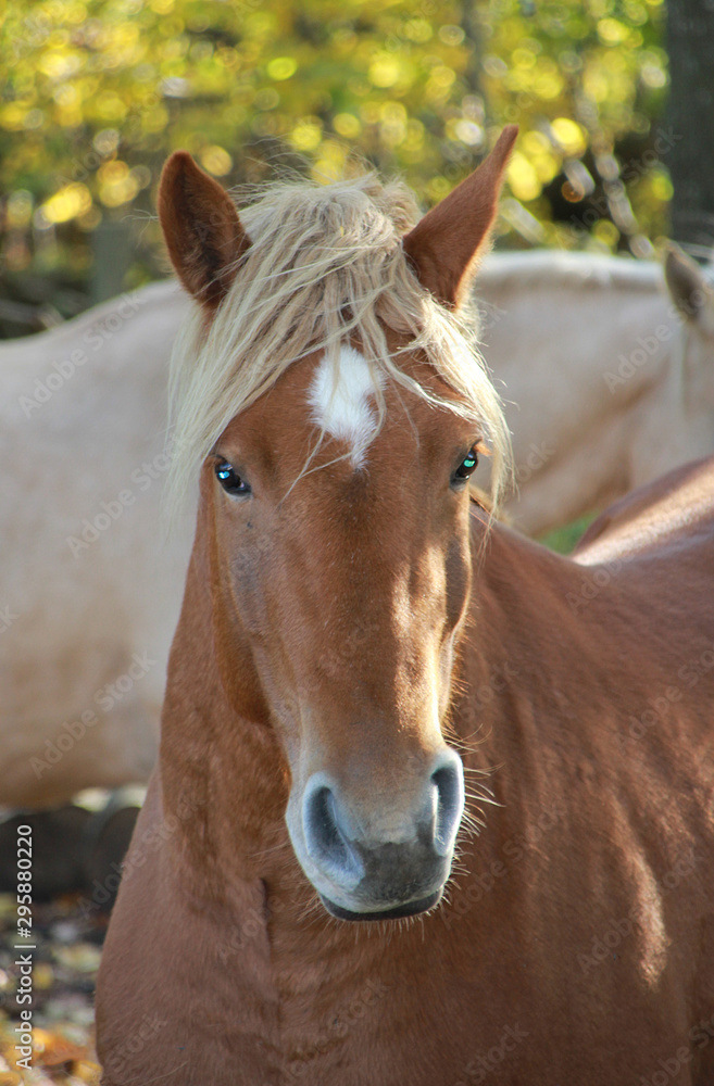 Portrait of a young horse. Portrait of a young horse.