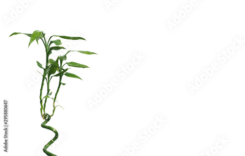 Greeting card with green decorative bamboo on spiral stem isolated on white background at left and free space for text at right