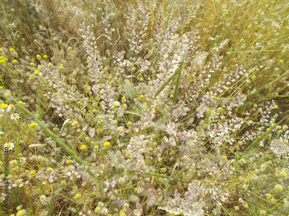 Obraz premium Leaves and flowers. Natural background for your design.